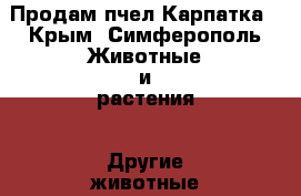 Продам пчел Карпатка - Крым, Симферополь Животные и растения » Другие животные   